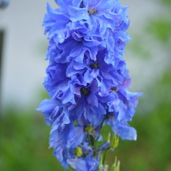 Blue Delphinium - Pacific Giant